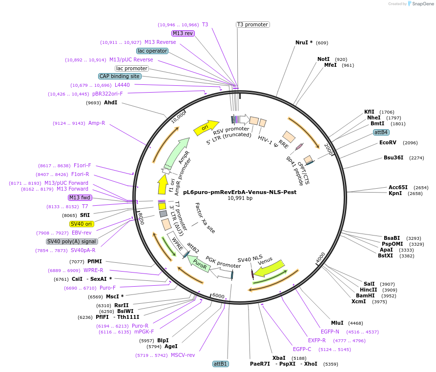 240105-plasmid-map-sequence-id-481766