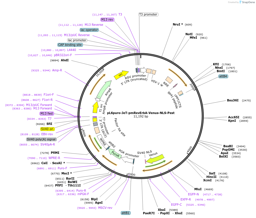 240106-plasmid-map-sequence-id-481767