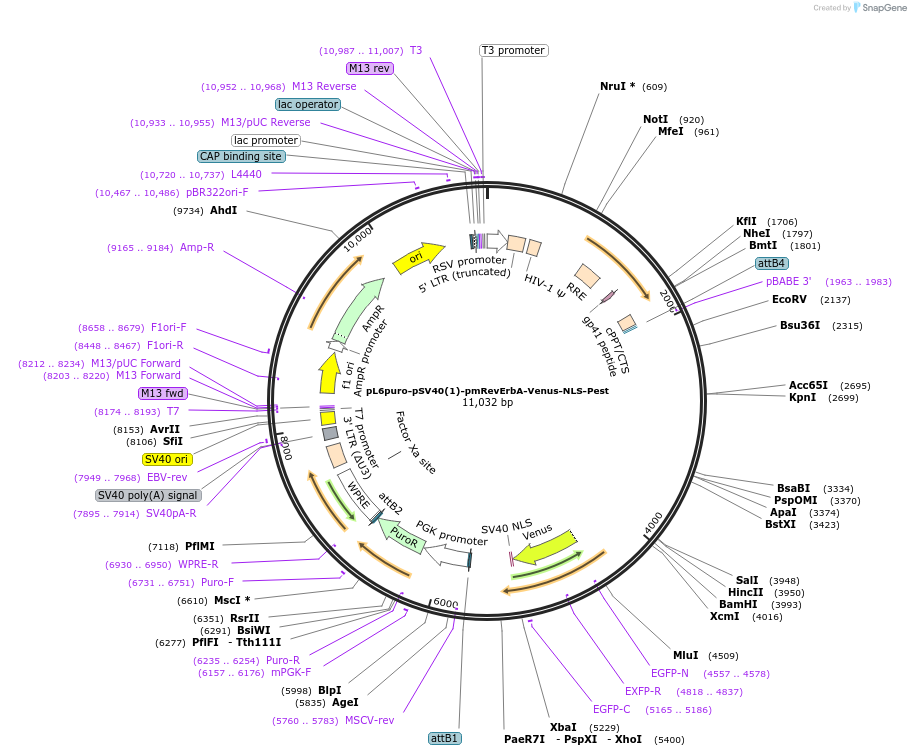 240112-plasmid-map-sequence-id-481768