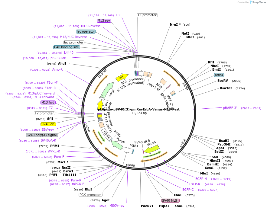 240114-plasmid-map-sequence-id-481774