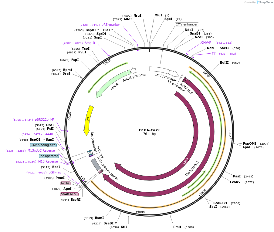 239383-plasmid-map-sequence-id-481779
