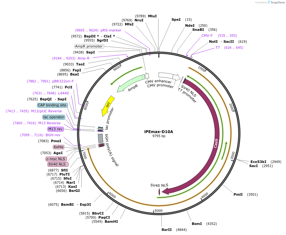 239386-plasmid-map-sequence-id-481780