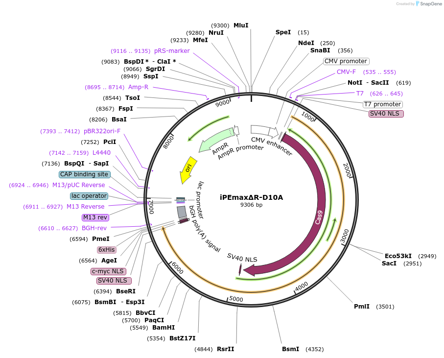 239381-plasmid-map-sequence-id-481782