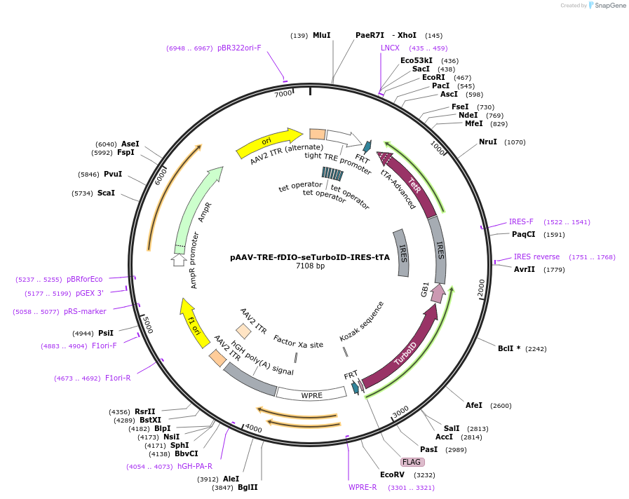 240206-plasmid-map-sequence-id-481793
