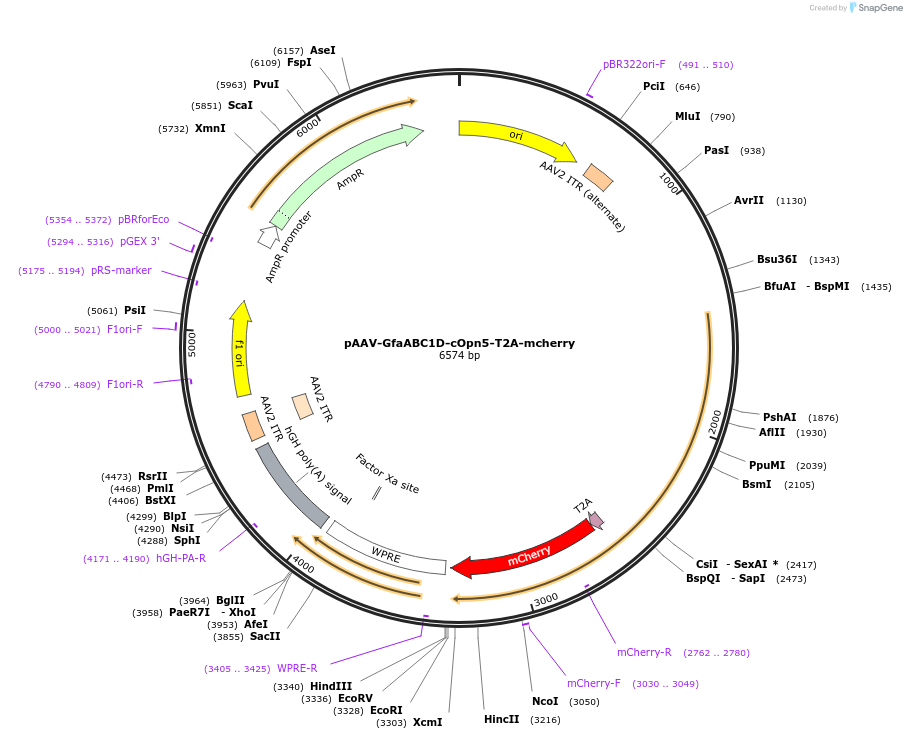 237860-plasmid-map-sequence-id-481804
