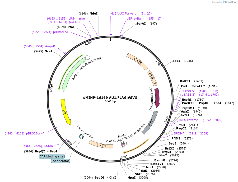 241496-plasmid-map-sequence-id-481827