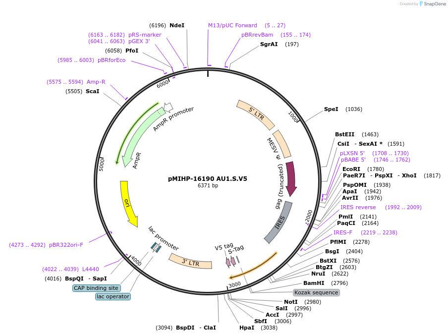 241486-plasmid-map-sequence-id-481832