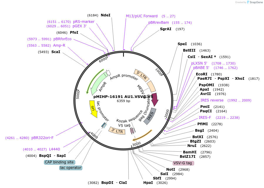 241500-plasmid-map-sequence-id-481833