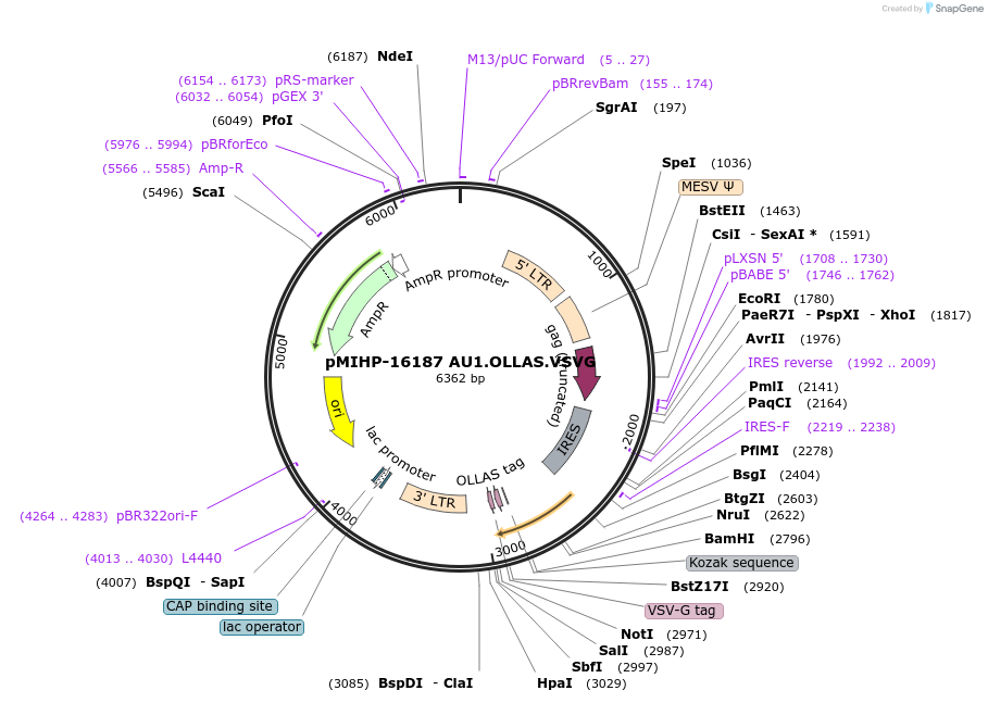 241498-plasmid-map-sequence-id-481834