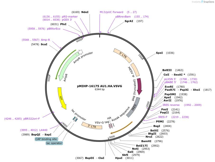 241497-plasmid-map-sequence-id-481835