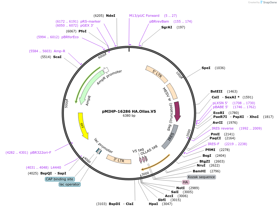 241493-plasmid-map-sequence-id-481839