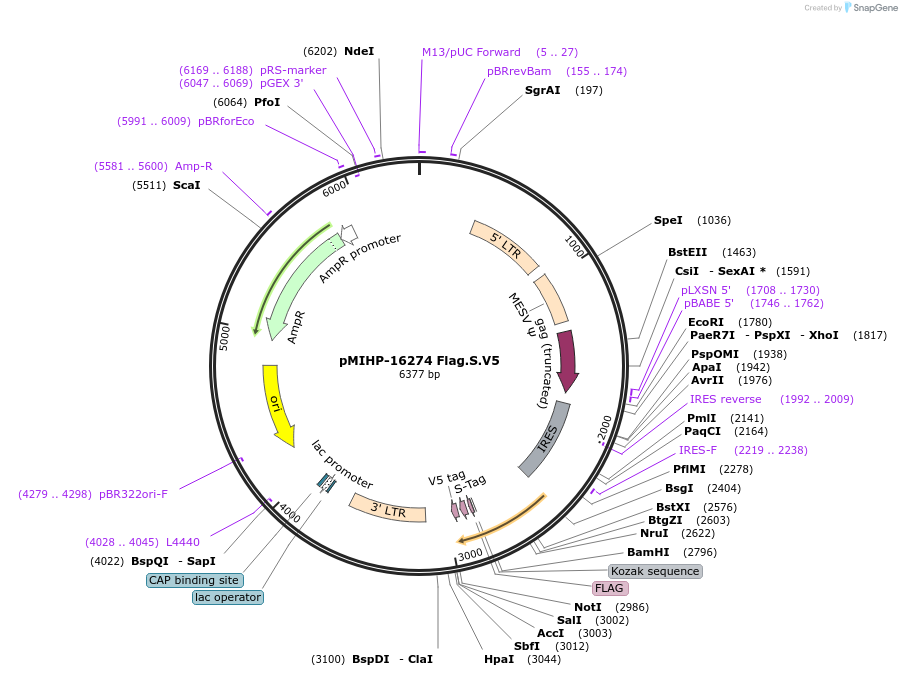 241491-plasmid-map-sequence-id-481844