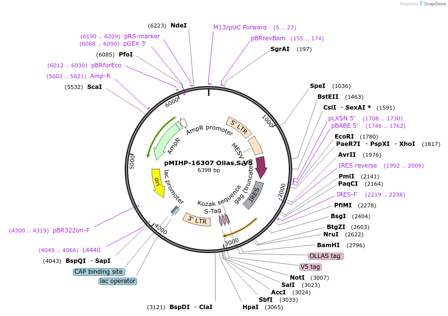 241495-plasmid-map-sequence-id-481854