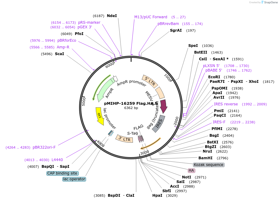 241488-plasmid-map-sequence-id-481856