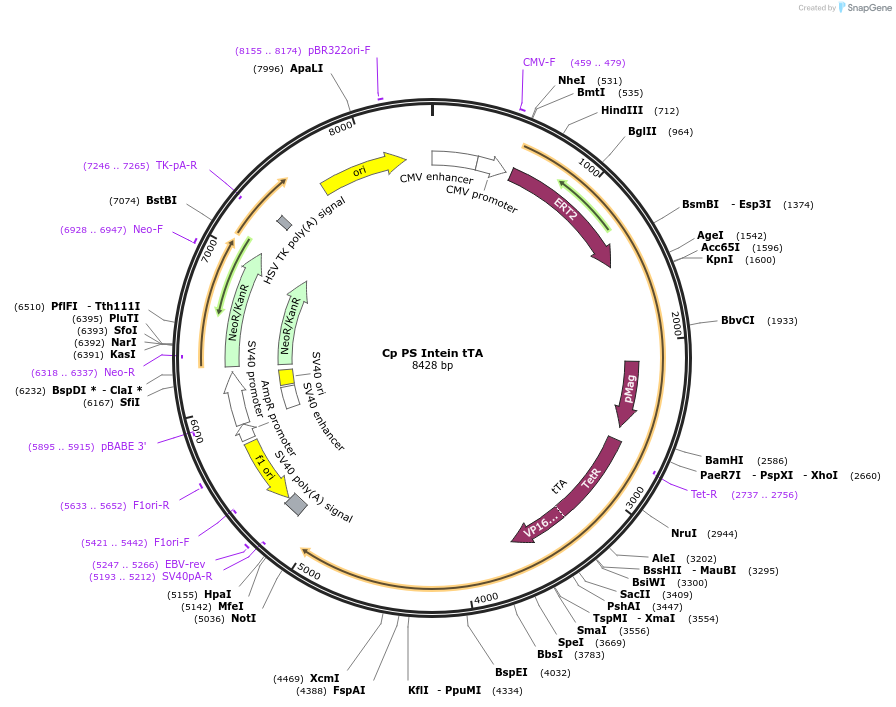 242026-plasmid-map-sequence-id-481860