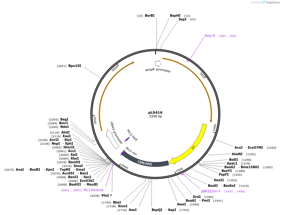 239127-plasmid-map-sequence-id-481864