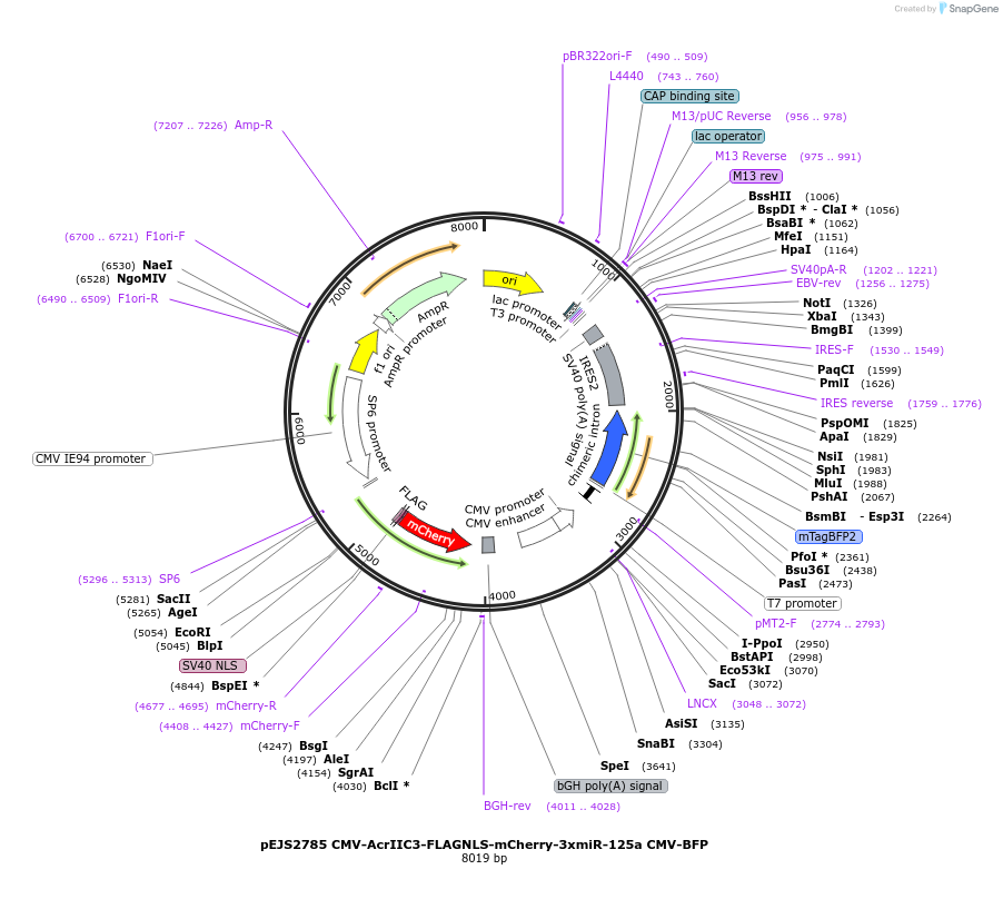 240515-plasmid-map-sequence-id-481869