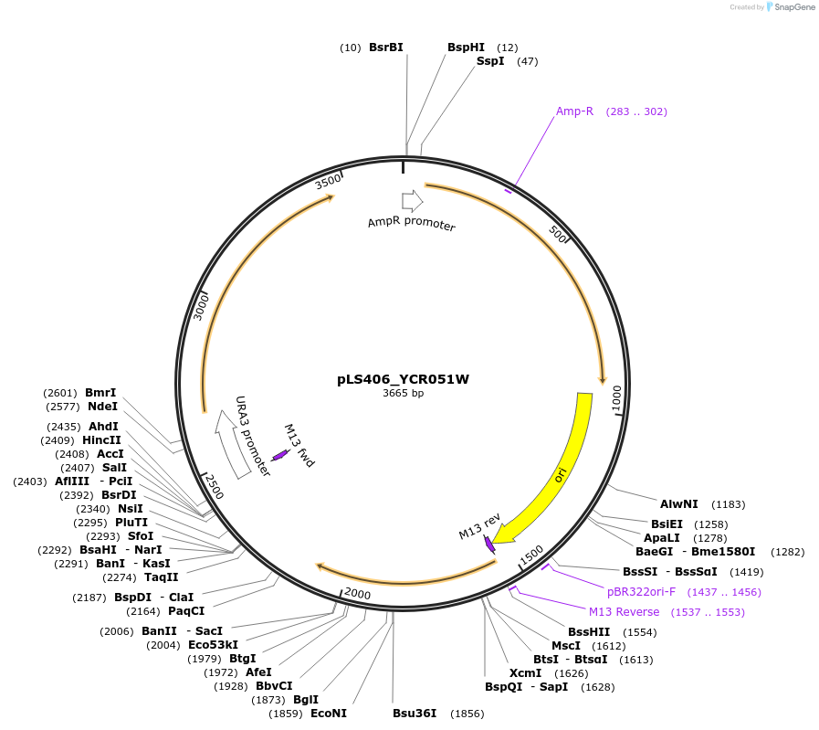 239133-plasmid-map-sequence-id-481871