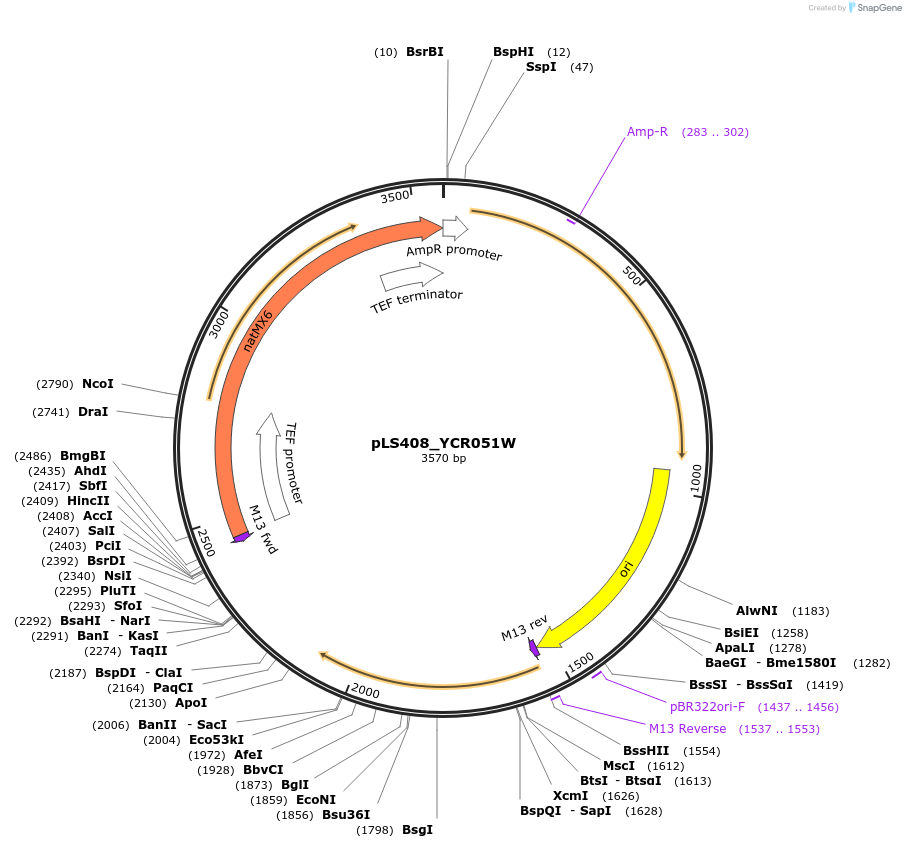 239134-plasmid-map-sequence-id-481873