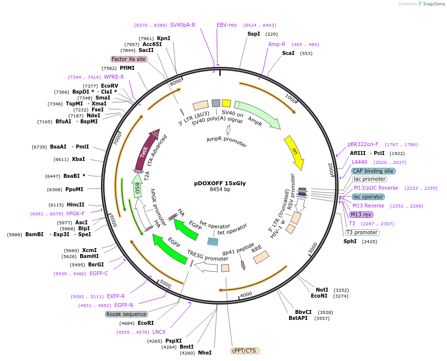 211345-plasmid-map-sequence-id-481880
