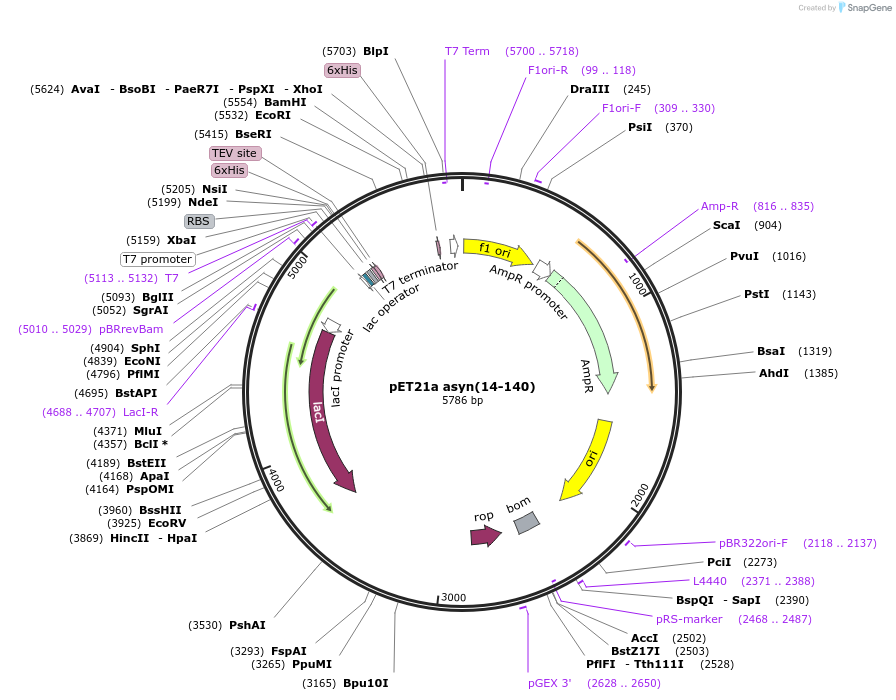 240594-plasmid-map-sequence-id-481894