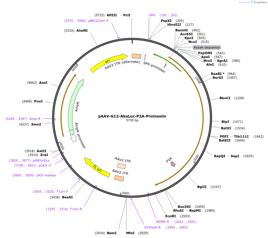 241776-plasmid-map-sequence-id-481895
