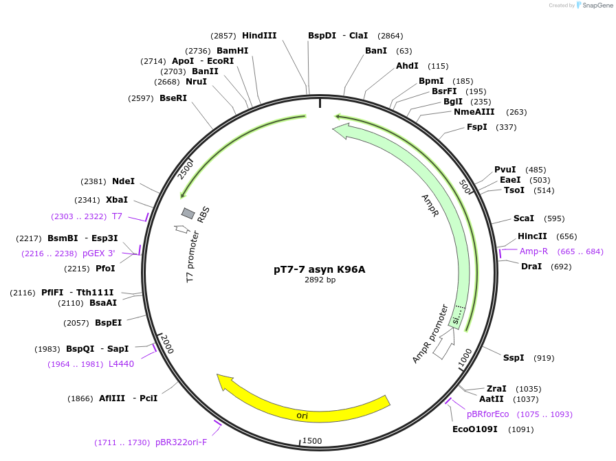 240600-plasmid-map-sequence-id-481896