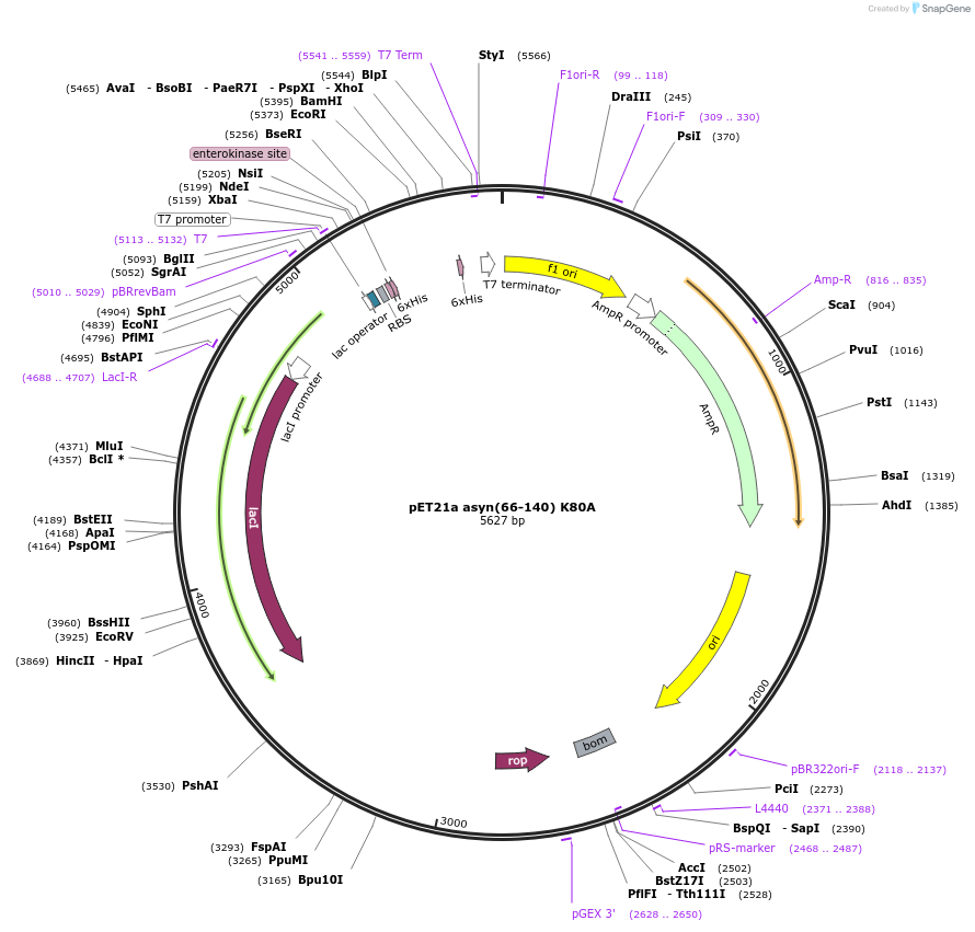 240584-plasmid-map-sequence-id-481900
