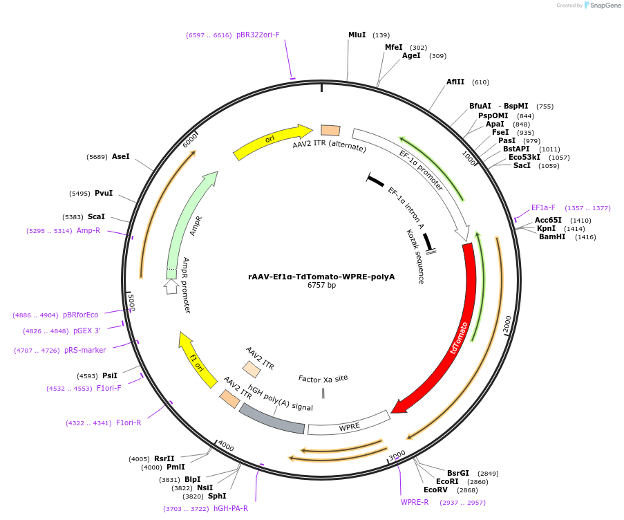 241828-plasmid-map-sequence-id-481920