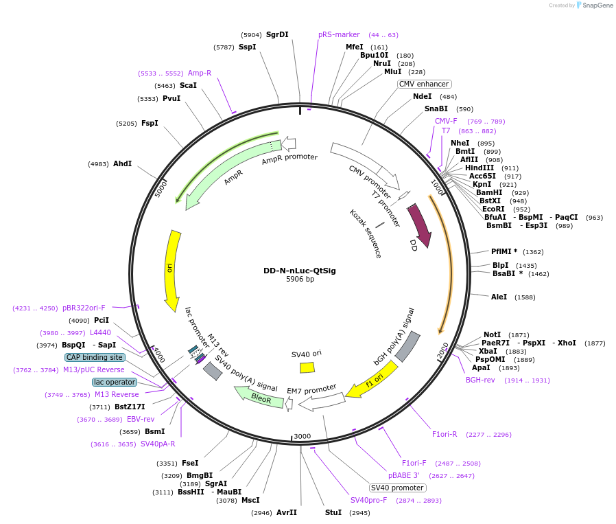 236777-plasmid-map-sequence-id-481928