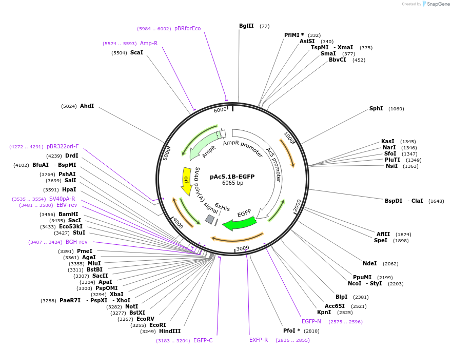 21181-plasmid-map-sequence-id-481934