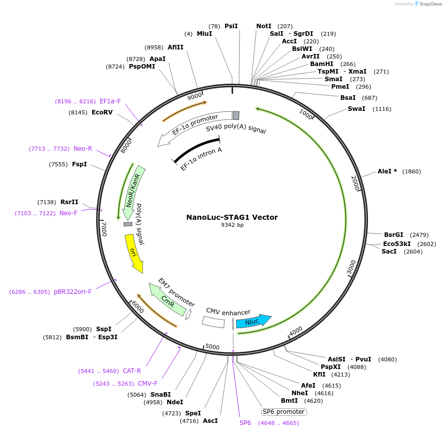238687-plasmid-map-sequence-id-481960