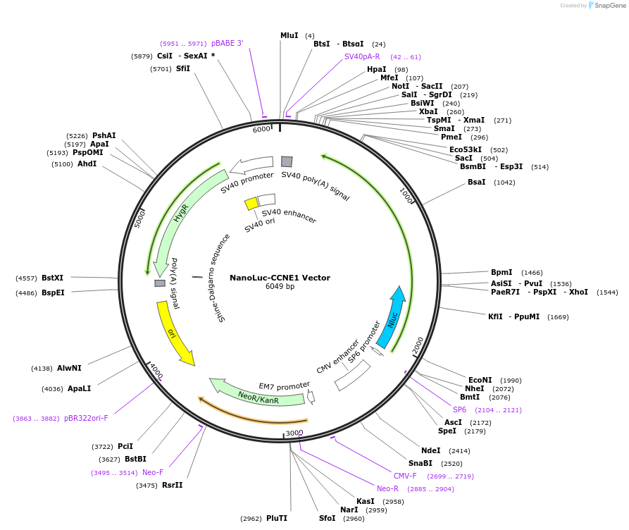 238665-plasmid-map-sequence-id-481961