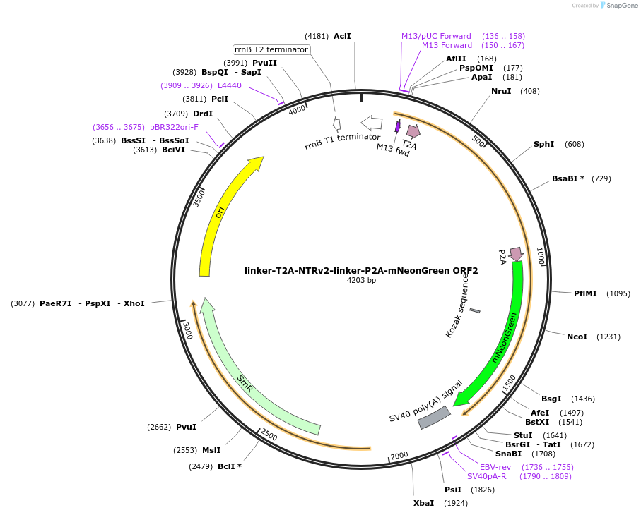 241181-plasmid-map-sequence-id-481984