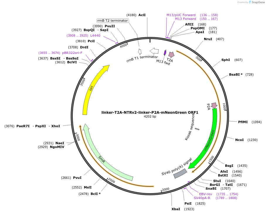 241180-plasmid-map-sequence-id-481985