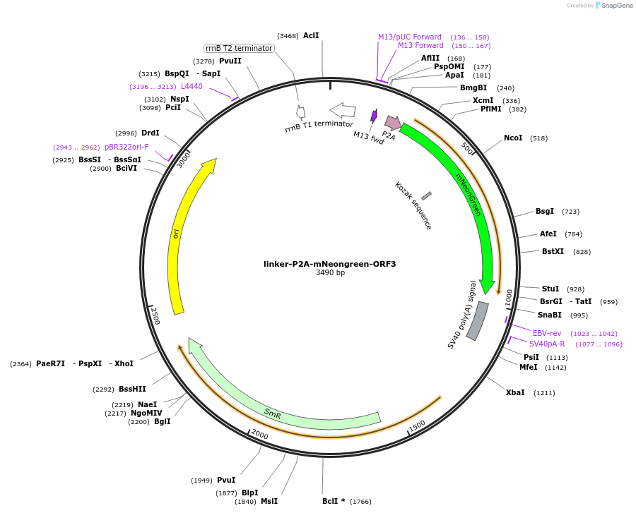 241178-plasmid-map-sequence-id-482014