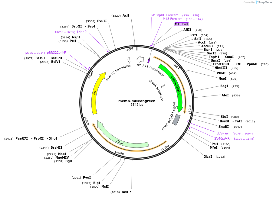 241175-plasmid-map-sequence-id-482019
