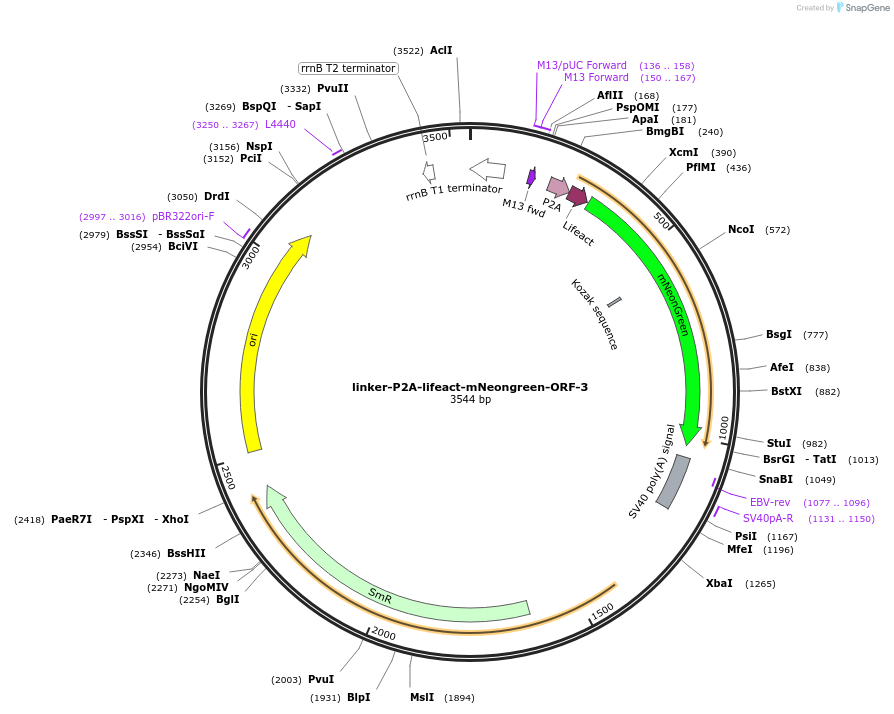 241174-plasmid-map-sequence-id-482021