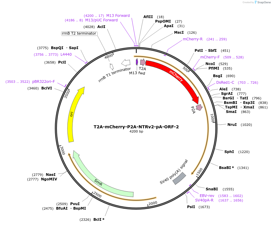 241197-plasmid-map-sequence-id-482023