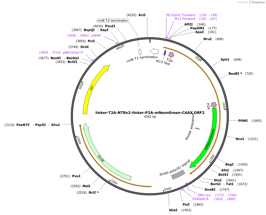 241193-plasmid-map-sequence-id-482029