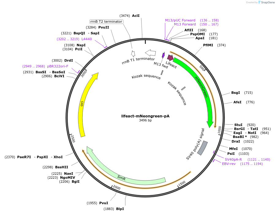241202-plasmid-map-sequence-id-482031