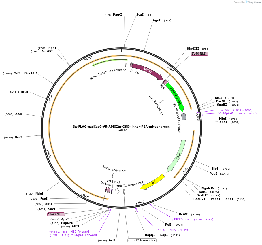 241190-plasmid-map-sequence-id-482036