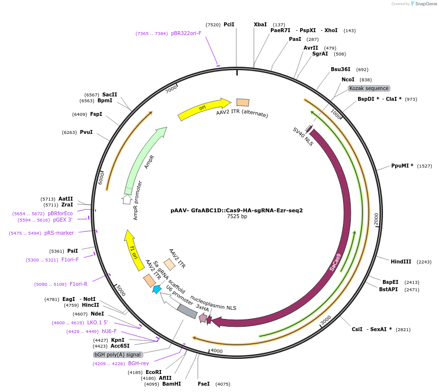 240865-plasmid-map-sequence-id-482051