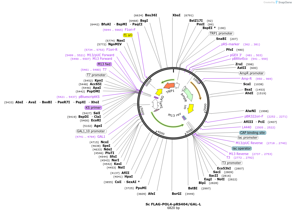 241261-plasmid-map-sequence-id-482088
