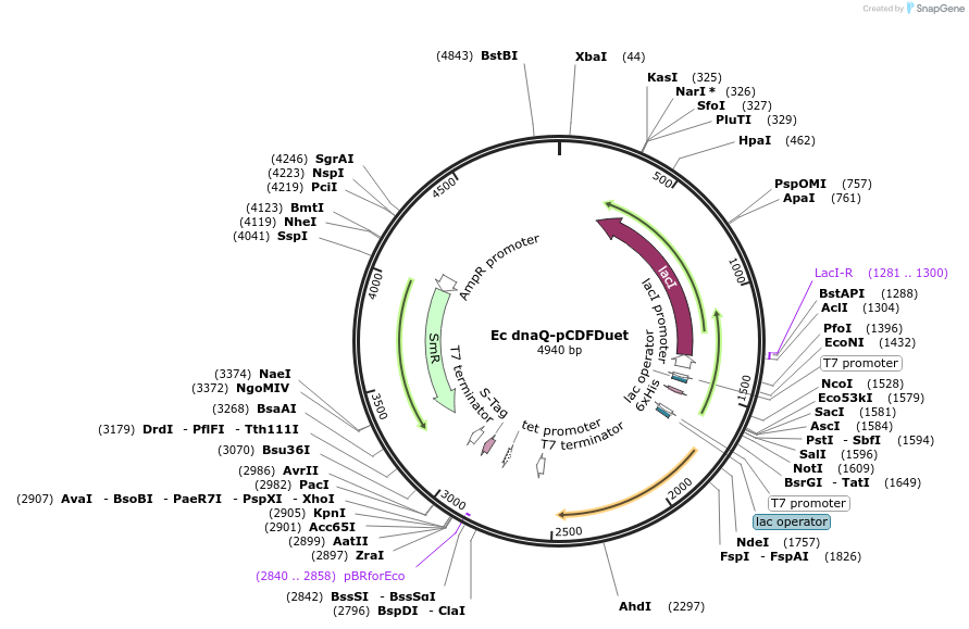241263-plasmid-map-sequence-id-482092