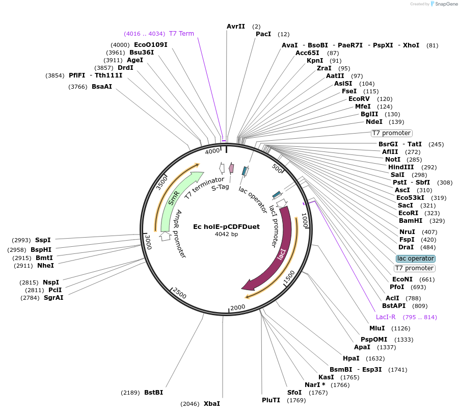 241264-plasmid-map-sequence-id-482107