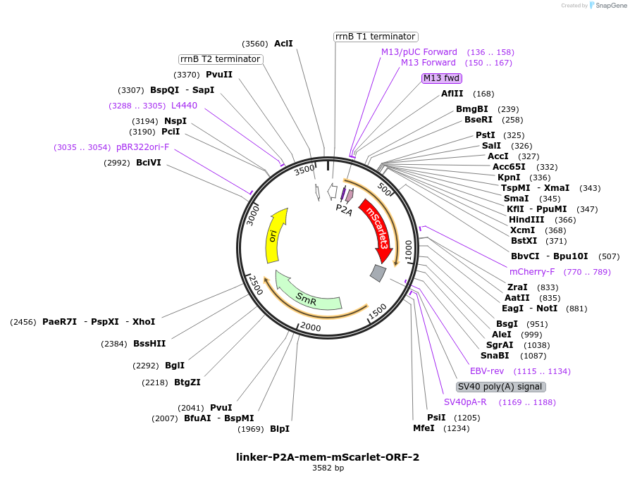 241184-plasmid-map-sequence-id-482140