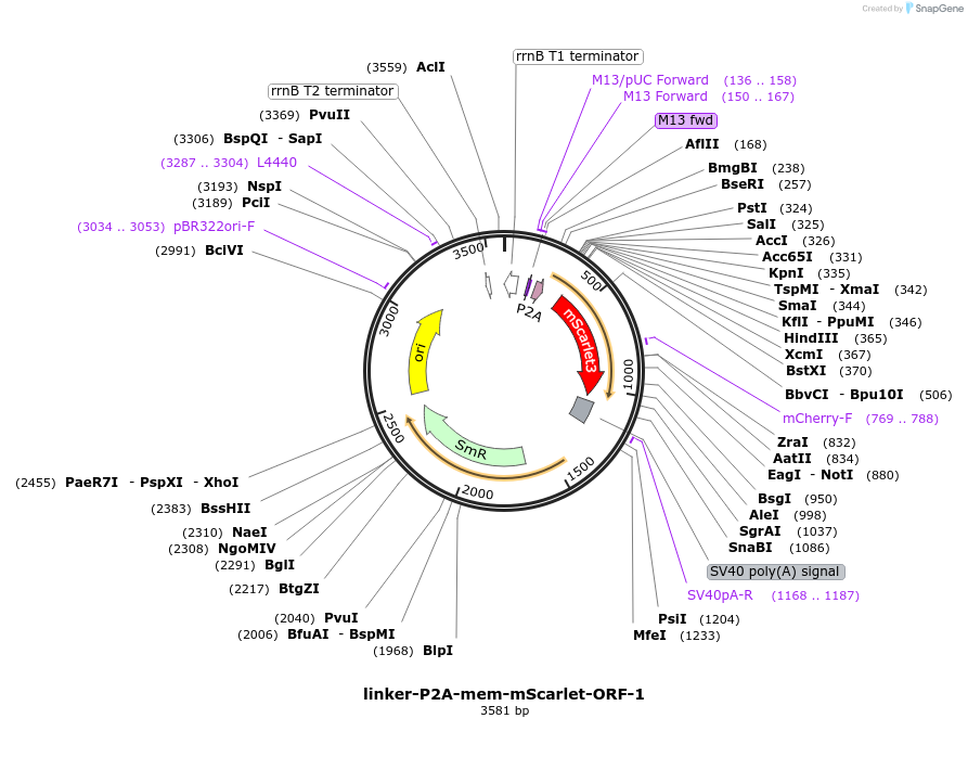 241183-plasmid-map-sequence-id-482141