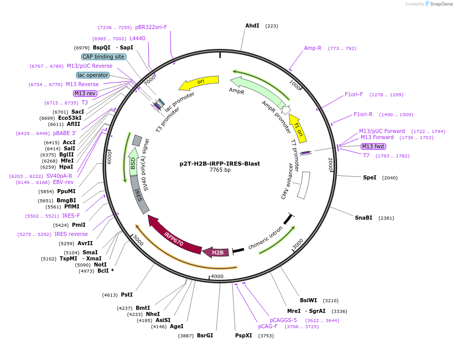 240802-plasmid-map-sequence-id-482147