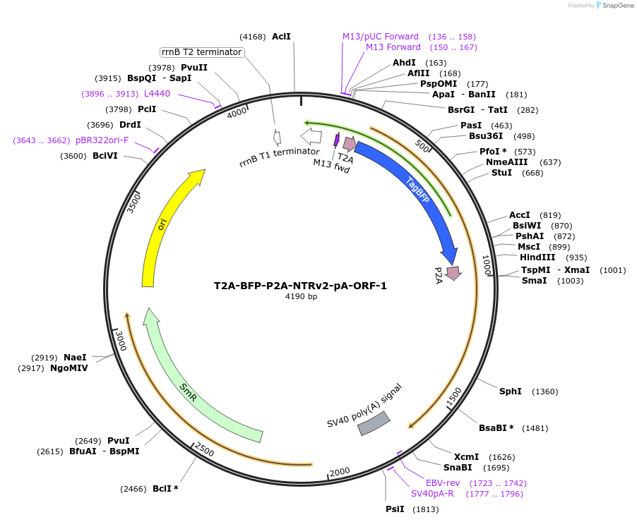 241199-plasmid-map-sequence-id-482151